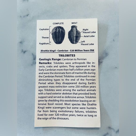 🌊 Educational Fossils Set: dinosaur, ammonite, petrified wood, etc. Geol… - Picture 5 of 15